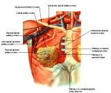 Anatomie: thorax,borstwand,ribben,costae,borst, mamma,pectoralis major,pectorals,axallaris,subcluvia,serratus,scapularis,sternum,scapula,aureola,nipple,tepel.